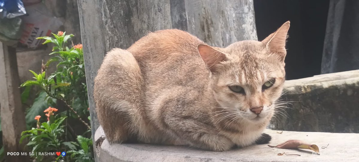 rashmiirekhadas's tweet photo. Be kind to every soul, especially those without a voice.🐾🤍😊

#catlife #voiceforthevoiceless #KindnessMatters #ailurophile #feedthestrays #bekind https://t.co/fSMdUh3fiK