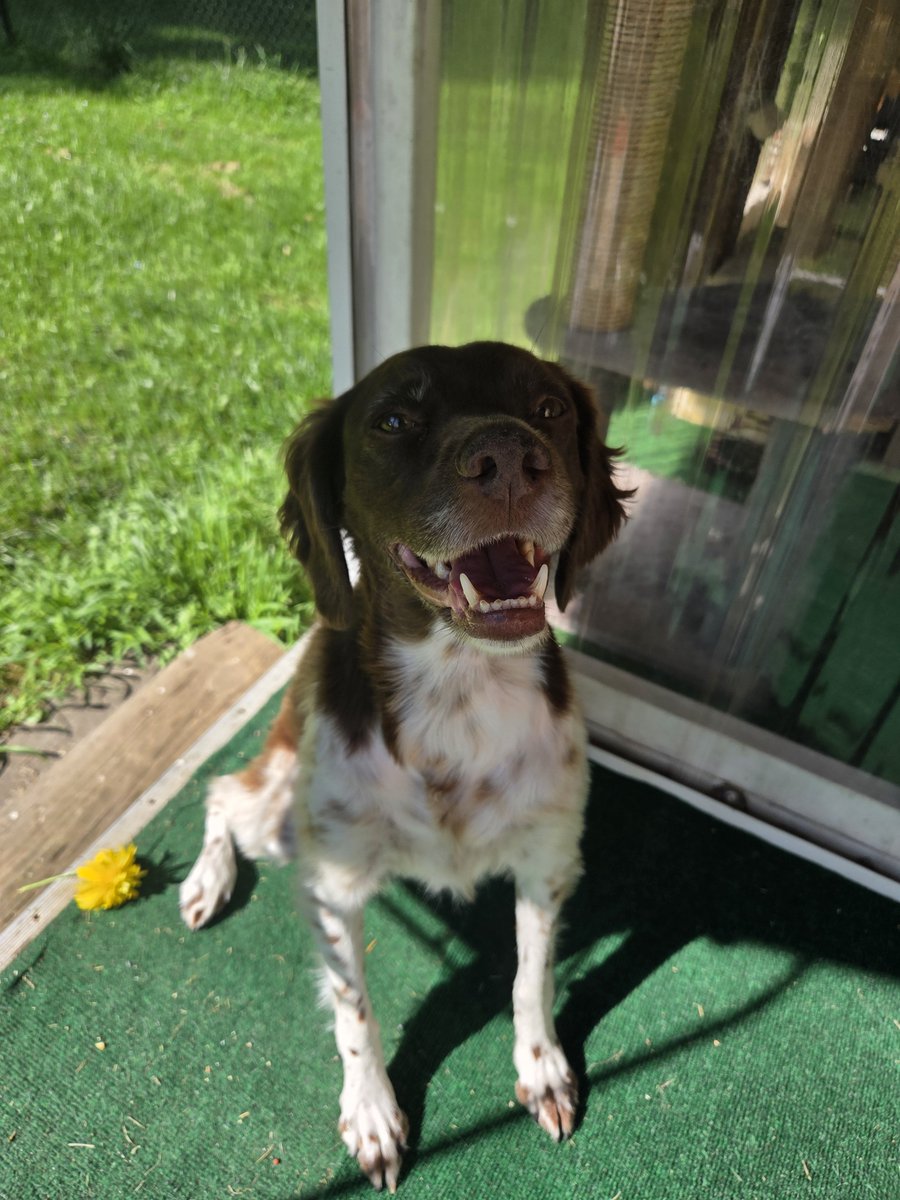 TheAnnieOakley's tweet photo. For my furrend, Daisy. #FloofsforDaisy and a #SmilesforDaisy! Miss you my furrend! Love ๐พ โค๏ธ you! I'm sure you are running around, OTR ๐ and having a pawty wif all our furrends! https://t.co/tBMPxujhTi