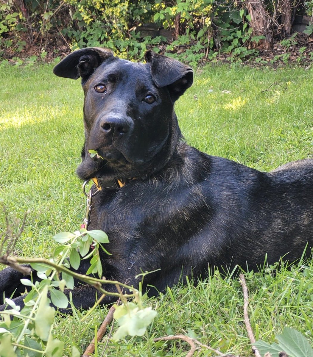 H2RScotland's tweet photo. Meet Hope she is beautiful 7 month Cano Corso cross, due to unforeseen circumstances within the family she needs to find a new forever, loving home.
Hope is a gentle soul who loves pats, cuddles and being made a fuss off, she is an extremely loving and confident dog, she will "paw" at your hand when she is needing anything. 
Hope is good around older children, good with cats and is fine with other family members and friends dogs.
Hope is a healthy puppy with no issues, she is microchipped and registered with the vet.
Hope is house trained and will "paw" at the door to let you know when she needs out.
Hope although only 7 months is a strong dog, she can pull on the lead, gets a little over excited and can still get nervous when outside. 
Hope is still a young pup who needs her new owner to continue with her training, also have patience, time and love for her to grow and learn.
She will react to dogs from a distance, she has not been off the lead or long training lead outside, but her recall is great.
She has been left alone in the house for up to 2 hours, she will not move from where she is left, till you return ( Family have pet cam and have watched her)
During the day Hope will sleep on the couch, sleeps on floor beside bed of a night.
Hope "Free Feeds" with Wagg kibble, she also has Butchers at breakfast & dinner. Hope also loves her treats which are used for training as well.
Hope has travelled on the train with no issues, however in the car she get nauseous unless she is held firmly.
If you feel "Hope" would be a welcome addition to your family & home. Please contact Info@help2rehome.com