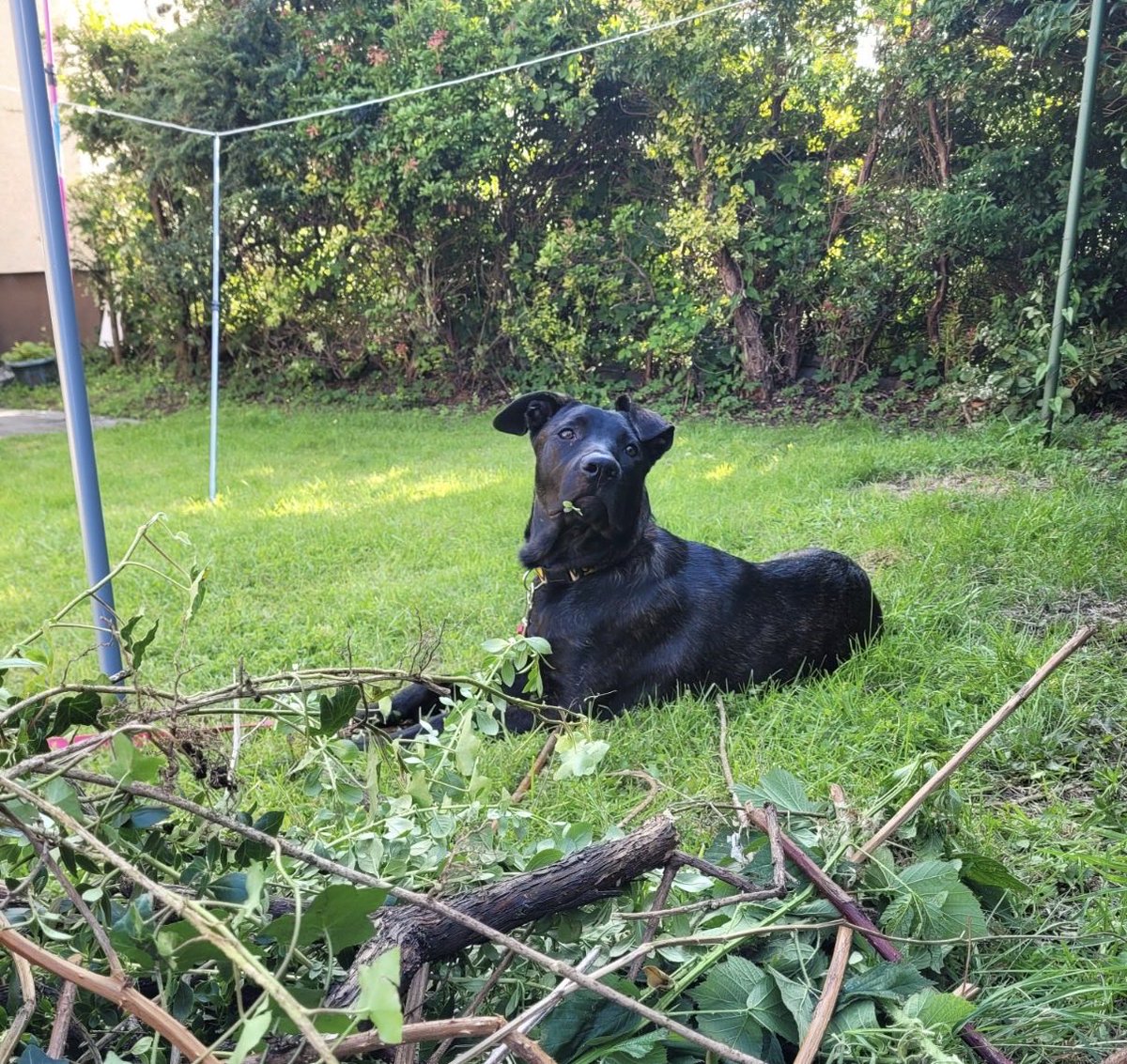 H2RScotland's tweet photo. Meet Hope she is beautiful 7 month Cano Corso cross, due to unforeseen circumstances within the family she needs to find a new forever, loving home.
Hope is a gentle soul who loves pats, cuddles and being made a fuss off, she is an extremely loving and confident dog, she will "paw" at your hand when she is needing anything. 
Hope is good around older children, good with cats and is fine with other family members and friends dogs.
Hope is a healthy puppy with no issues, she is microchipped and registered with the vet.
Hope is house trained and will "paw" at the door to let you know when she needs out.
Hope although only 7 months is a strong dog, she can pull on the lead, gets a little over excited and can still get nervous when outside. 
Hope is still a young pup who needs her new owner to continue with her training, also have patience, time and love for her to grow and learn.
She will react to dogs from a distance, she has not been off the lead or long training lead outside, but her recall is great.
She has been left alone in the house for up to 2 hours, she will not move from where she is left, till you return ( Family have pet cam and have watched her)
During the day Hope will sleep on the couch, sleeps on floor beside bed of a night.
Hope "Free Feeds" with Wagg kibble, she also has Butchers at breakfast & dinner. Hope also loves her treats which are used for training as well.
Hope has travelled on the train with no issues, however in the car she get nauseous unless she is held firmly.
If you feel "Hope" would be a welcome addition to your family & home. Please contact Info@help2rehome.com