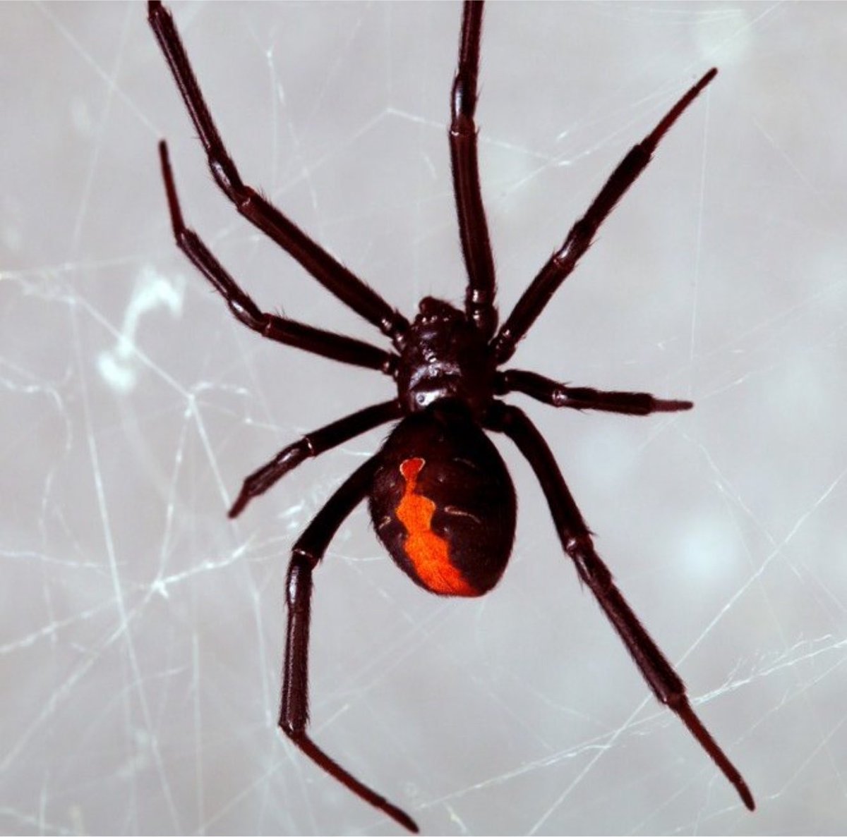 foxicava's tweet photo. Menino de 8 anos deixou uma aranha picá-lo porque acreditava que se transformaria no Homem-Aranha. https://t.co/5YU4Y3I6HV