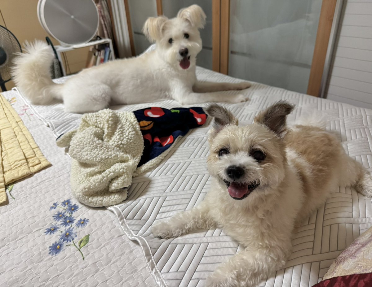 ANI3OO's tweet photo. 둘리 또 하룻밤 묵고가유 부하하 https://t.co/NrEYT5PTUj