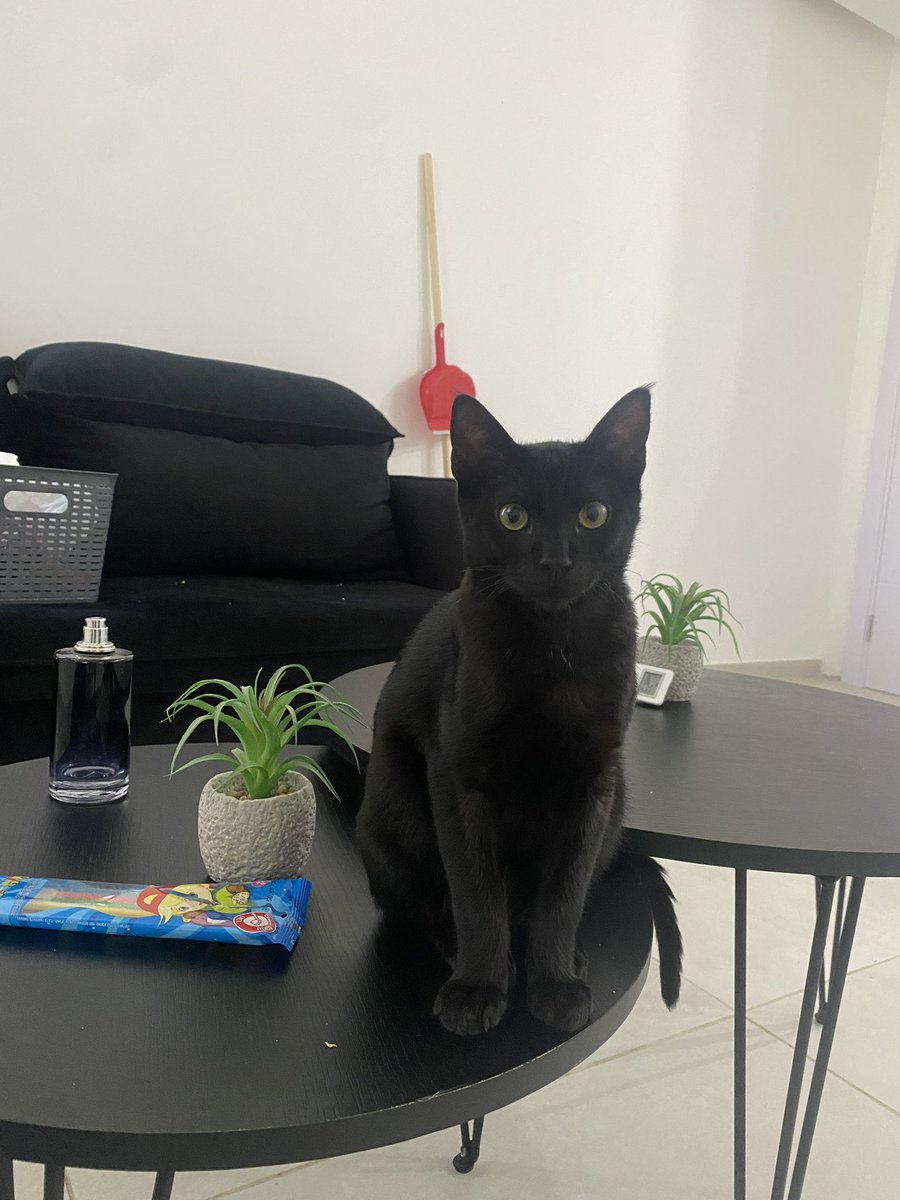 RebeckaHasid's tweet photo. Lucifer 🐈‍⬛ https://t.co/WG63LlCS4K