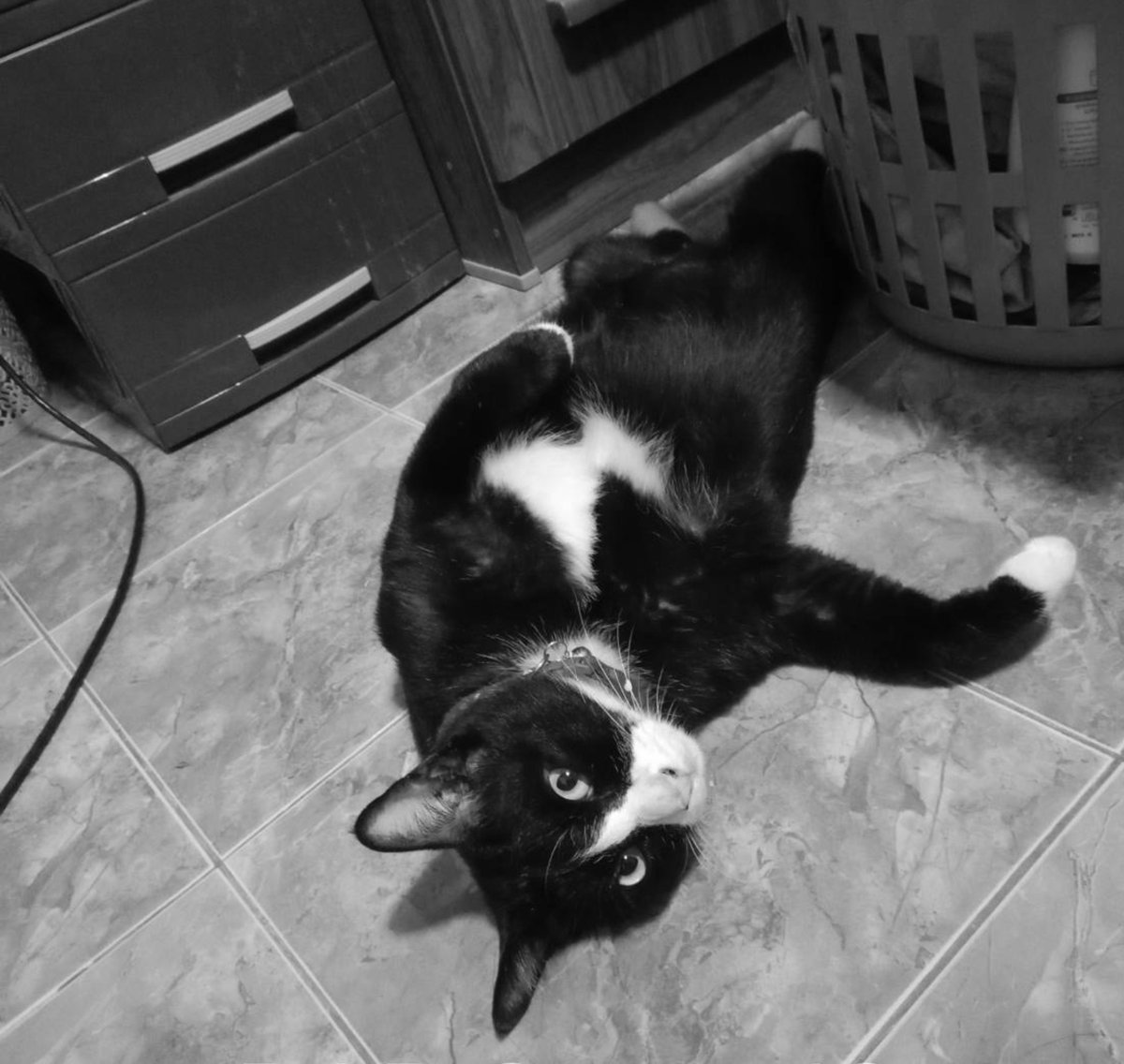 ShzmwW's tweet photo. R.I.P. P'Tam 😇🐈‍⬛ เดี๋ยวตามไปนะ https://t.co/mCU7ivdDBy