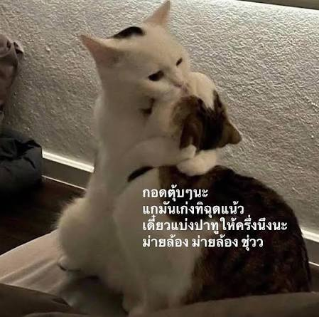 MrKillSeries's tweet photo. ทุกคนมาช่วยกันปุๆ คุถณสารวัตรเร็วว พี่ภัทรม่ายเศร้าน้าาา🫳🏻

#MrKillSeriesEP5 
@vitheepanich https://t.co/KxzM32vXrT