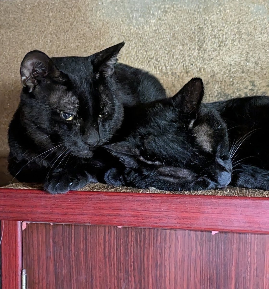 黒猫みんと チビ太の腰に顔埋めて寝てるミントと奥の仲良し黒猫兄弟。