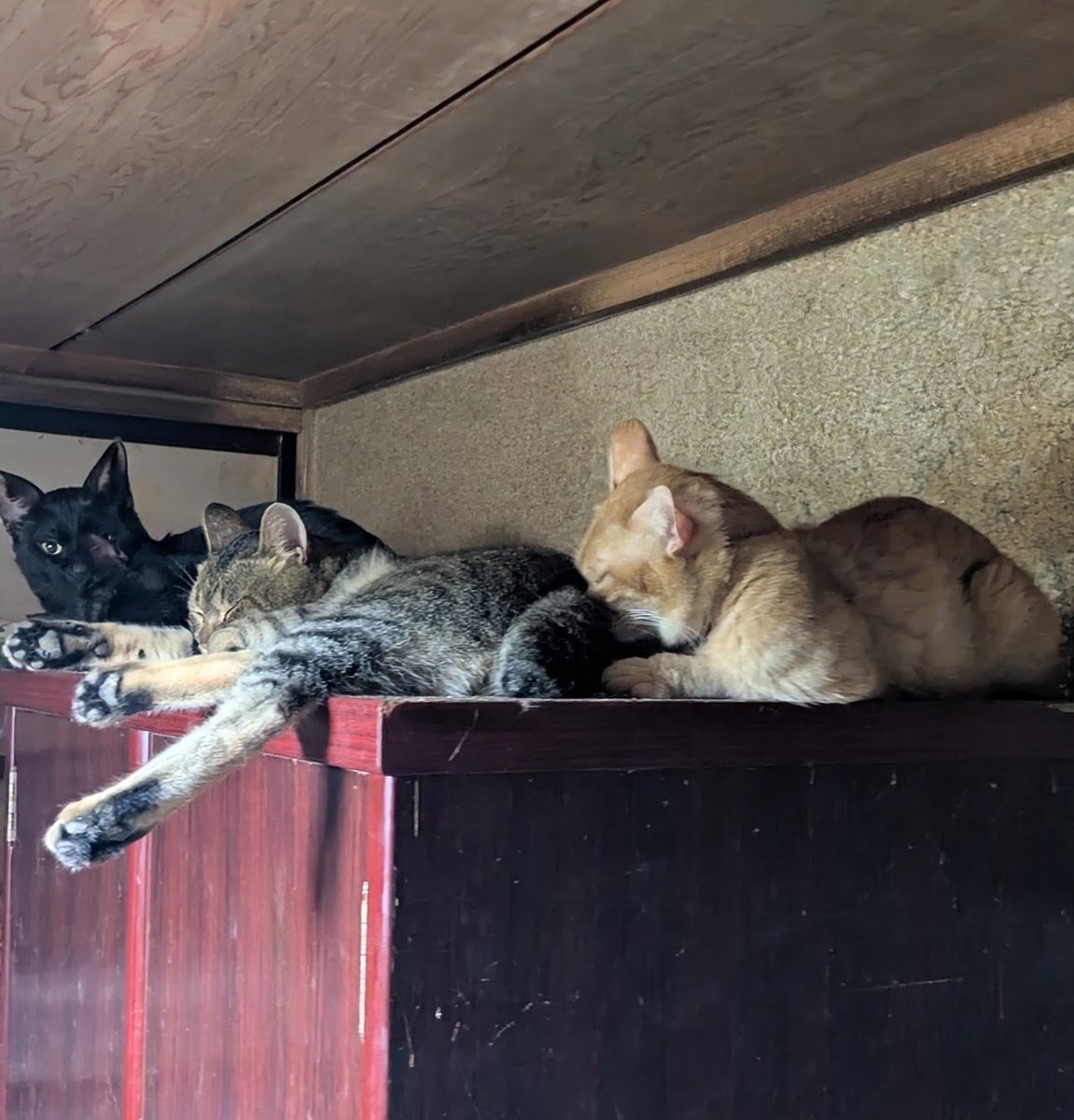 チビ太の腰に顔埋めて寝てるミントと奥の仲良し黒猫兄弟。