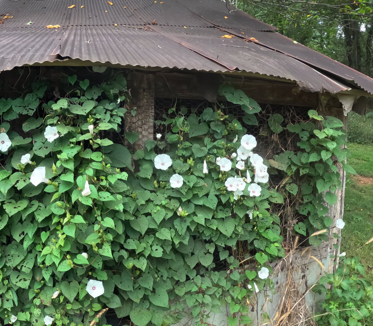 HemmerleinLee's tweet photo. The flowers are blooming on the old chicken house. One day I hope to rebuild the building. https://t.co/3HsRPCN73F