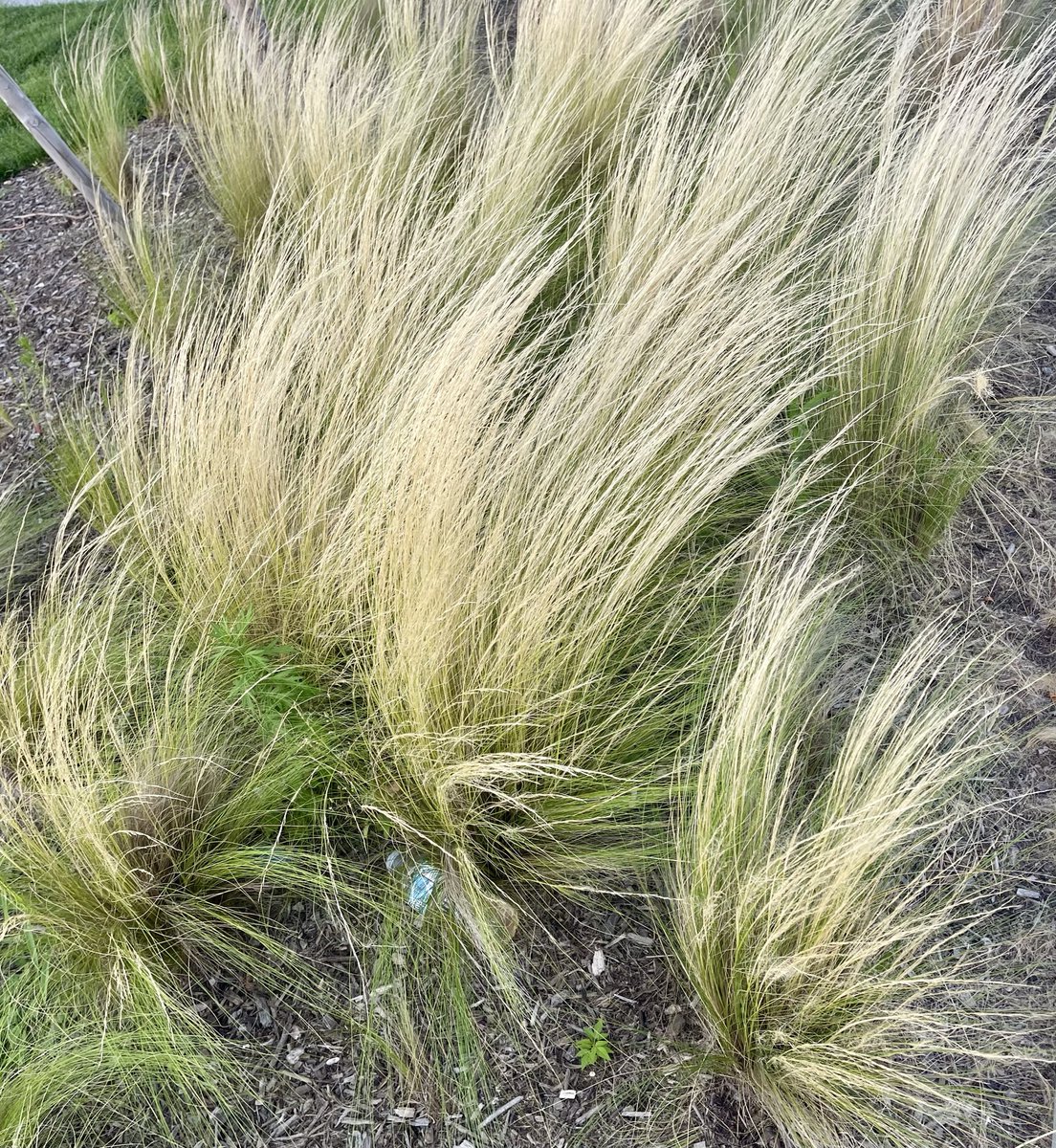 BrooklynMorganJ's tweet photo. i love
the way
the grasses bend
in the wind
dancing
to conditions
gifted
allowing
forces unseen
to be
themselves
without
ever losing
grasses
identity
i love
the way
hearts bend
in the wind
allowing
themselves
together
bending
grasses
i am
brooklynmorgan
#inspire #love https://t.co/i8UDfmV4cZ