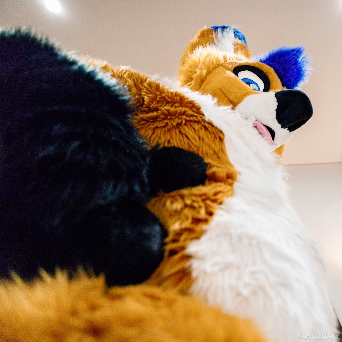 AeroFox64's tweet photo. Large and in charge...unless you tell me otherwise🦊👉👈
#tummytuesday #furry
📸: @coltofox https://t.co/j7bRPgc750