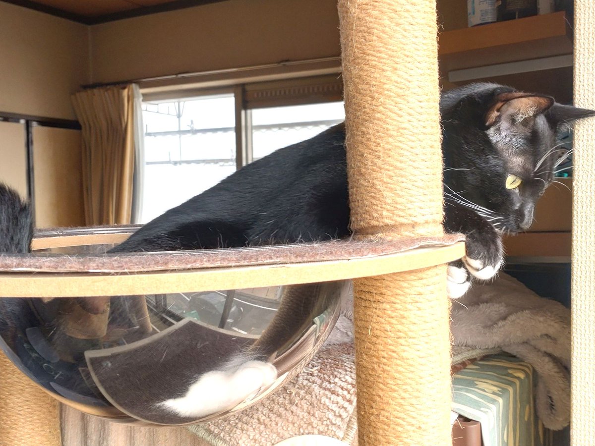 jp_sight's tweet photo. Weekend mornings usually begin here.

Keira settles into his favorite clear bowl by the window, quietly watching birds, people walking by, and anything else that catches his eye.

The moment something sparks his curiosity, he can't resist leaning a little closer.

That's just who Keira is. 🖤

#保護猫 #RescueCat #CatsOfX #SaveKeira