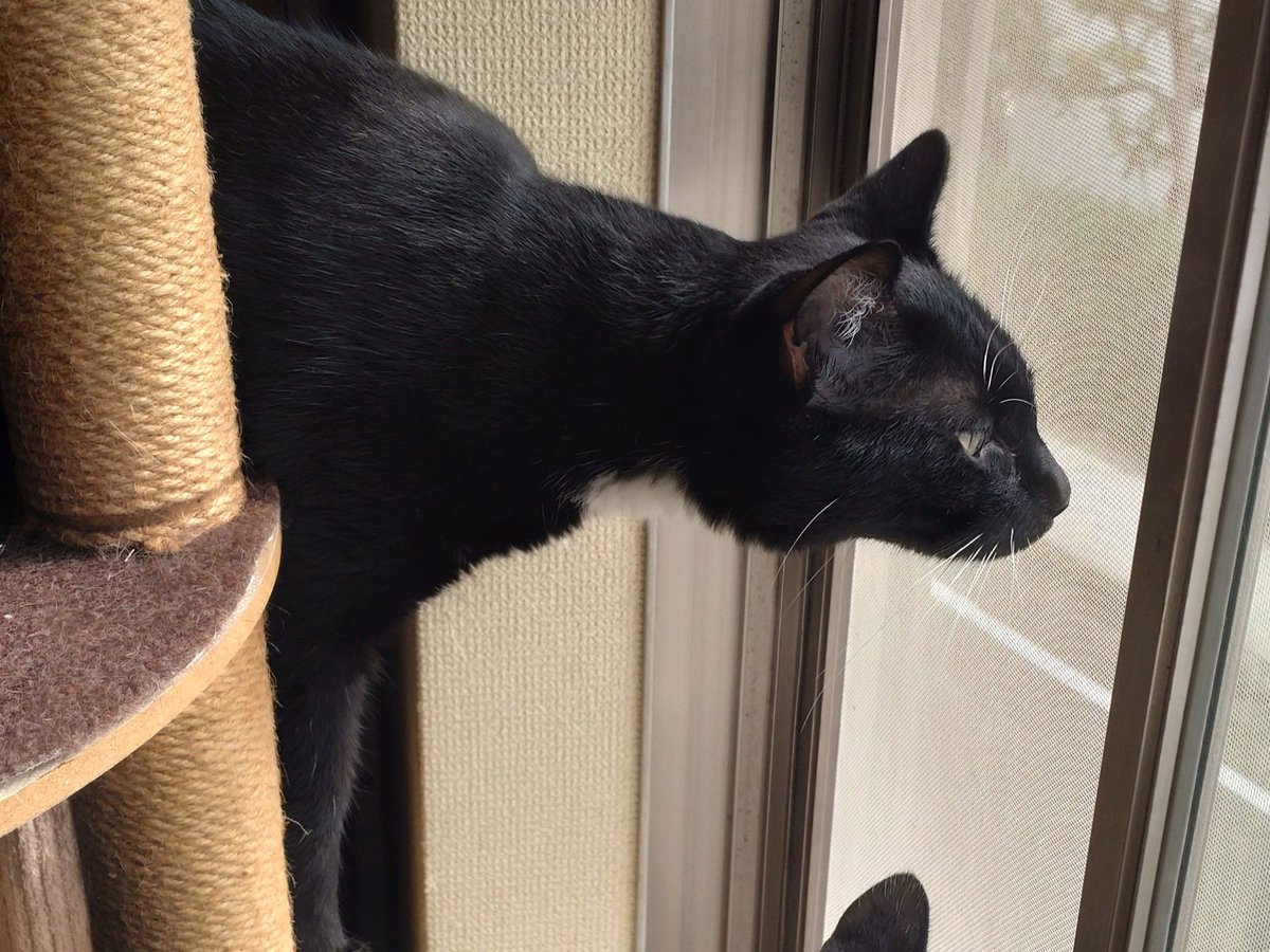 jp_sight's tweet photo. Weekend mornings usually begin here.

Keira settles into his favorite clear bowl by the window, quietly watching birds, people walking by, and anything else that catches his eye.

The moment something sparks his curiosity, he can't resist leaning a little closer.

That's just who Keira is. 🖤

#保護猫 #RescueCat #CatsOfX #SaveKeira