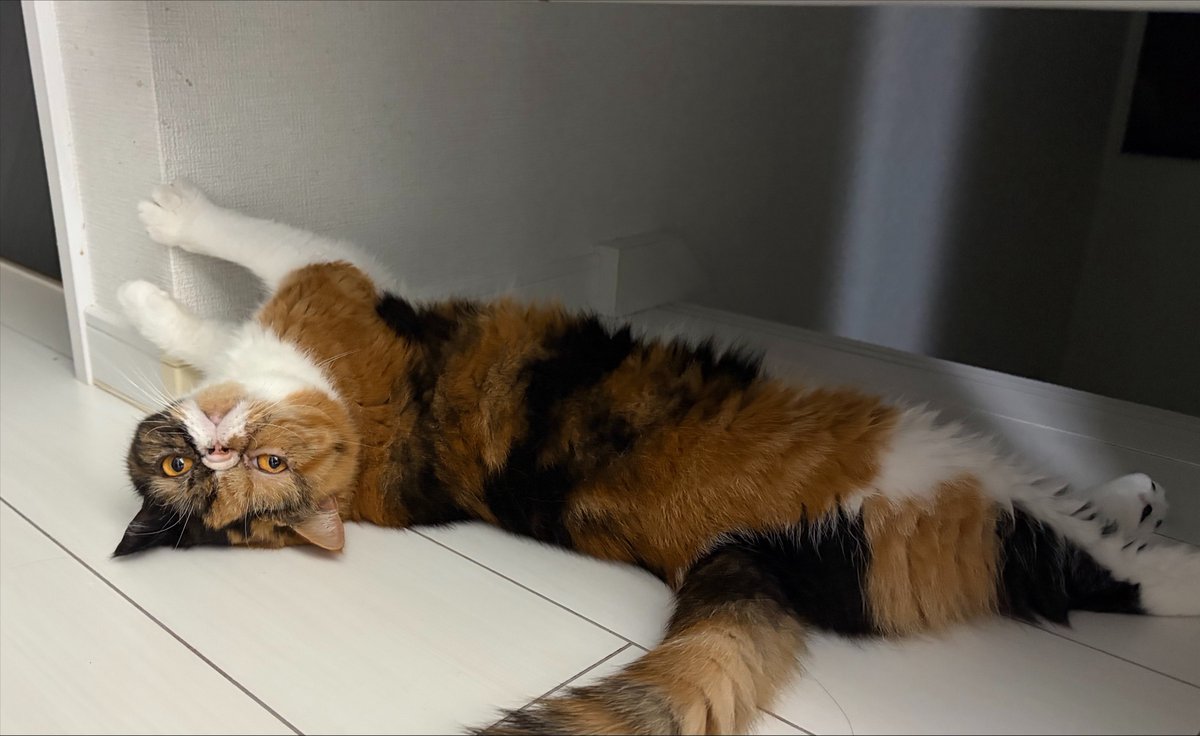 bajiritas's tweet photo. 階段の番人
#エキゾチックショートへア #猫 https://t.co/l5w4o5zD4g