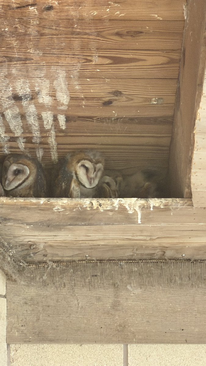 JeffreyMWard's tweet photo. Hello friends 😍😍😍
#BarnOwls https://t.co/kddDz2NynO