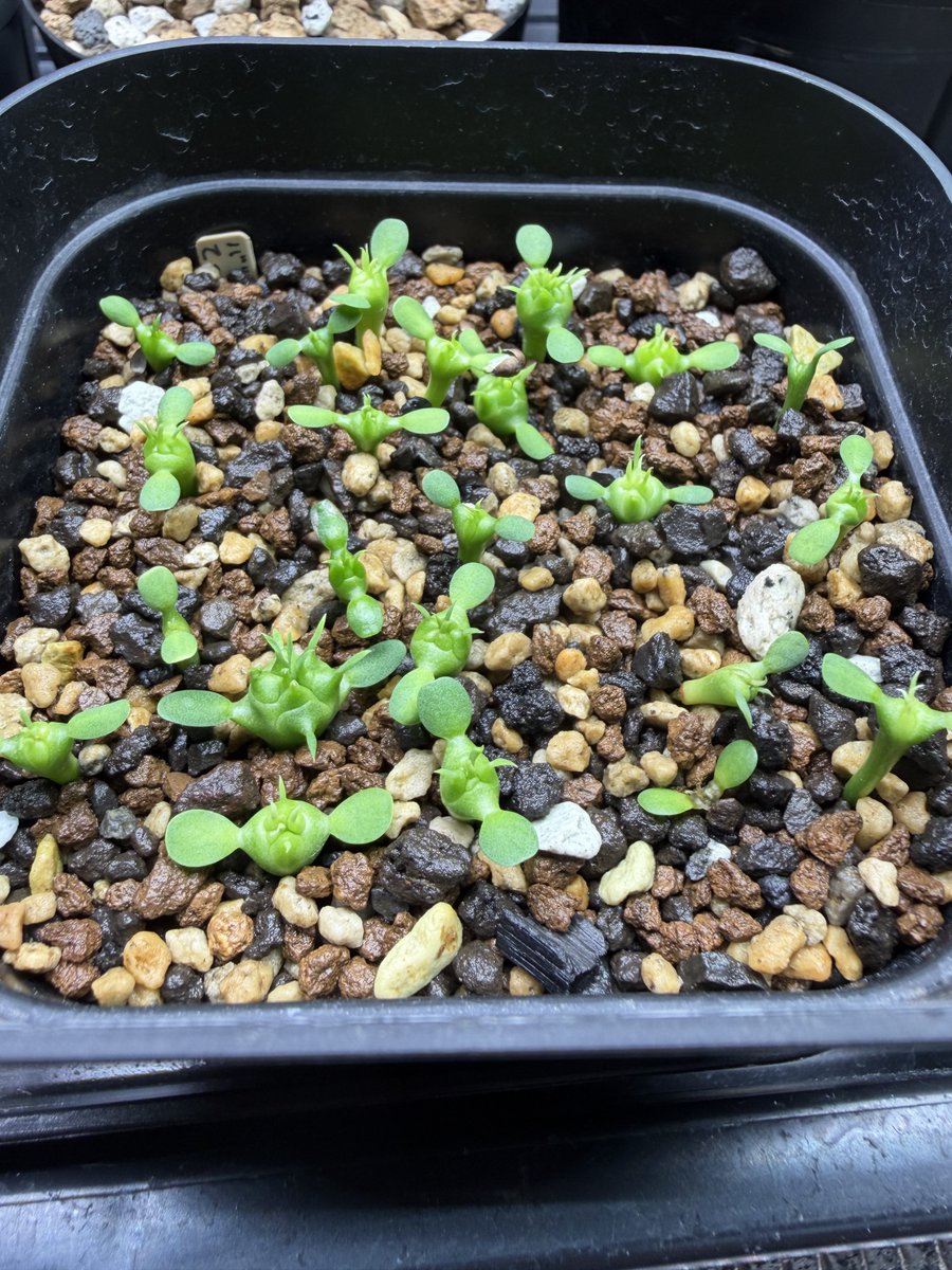 peka_plants's tweet photo. バリダ×鉄甲
表情が出始めてワクワク https://t.co/Qj5azNadcM