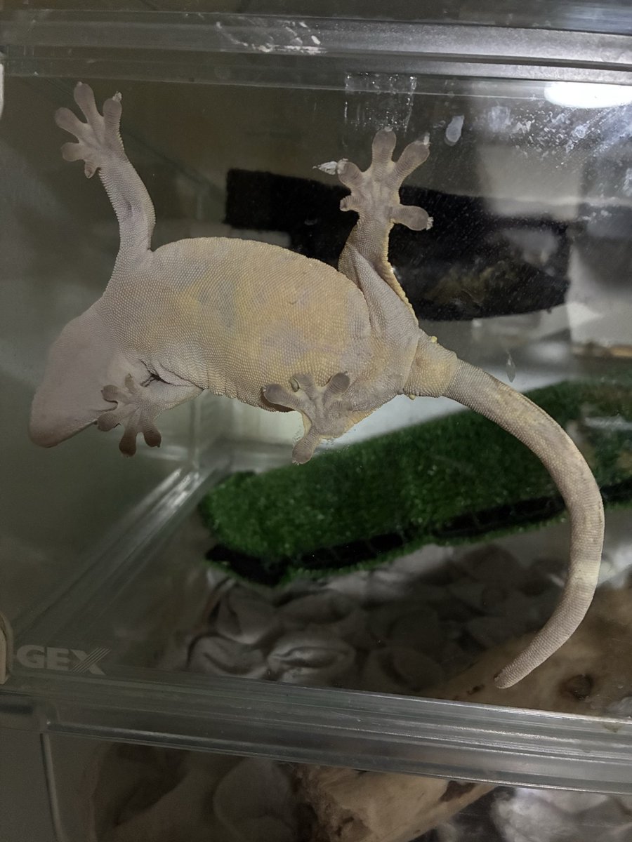 equuleus7sn's tweet photo. ←てんてん🦎は♂だよね？
→しっぽな🦎は♀でいいのかな？ https://t.co/mShyLckULW