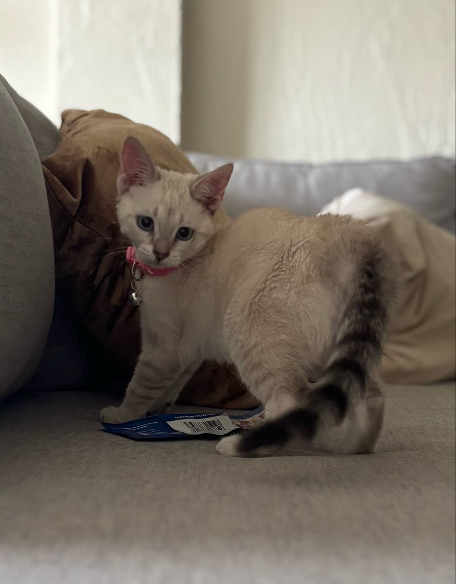 00blondeND's tweet photo. Arigato Mewtwo our newest addition #polydactyl #siamese #blueeyes https://t.co/AaLiBrlIc3