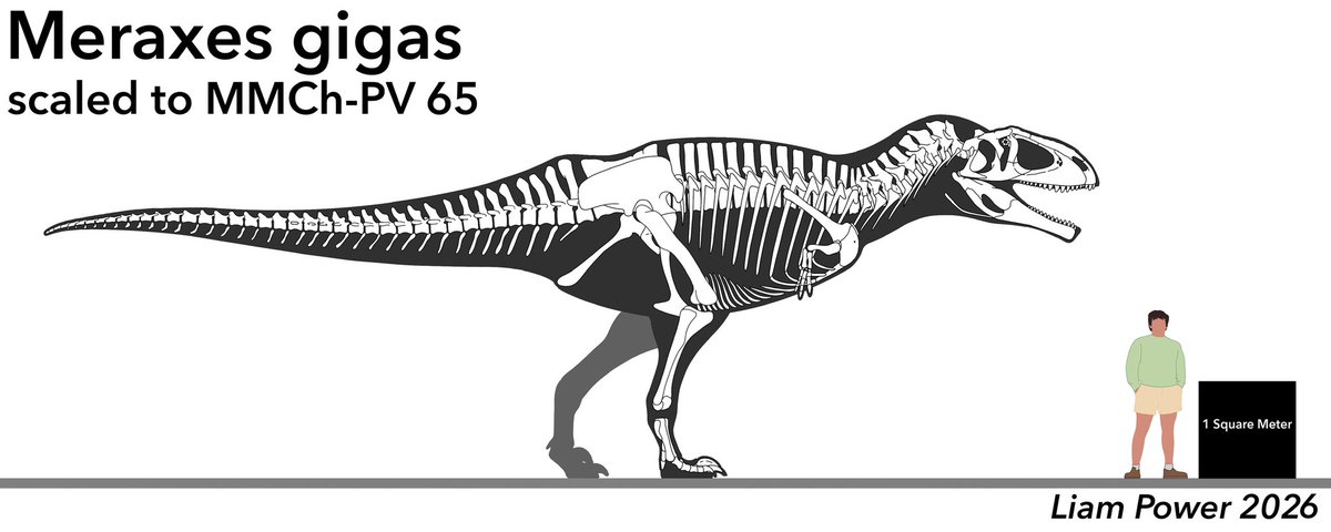 Beagliam's tweet photo. Meraxes gigas skeletal, a large carcharodontosaur. This is almost universally agreed to be the most unique of the large carcharodontosaurs, with a sickle claw, sacral dip, and small tail. An as of yet undescribed specimen is said to be even larger than the holotype. https://t.co/HLHM9rpehZ