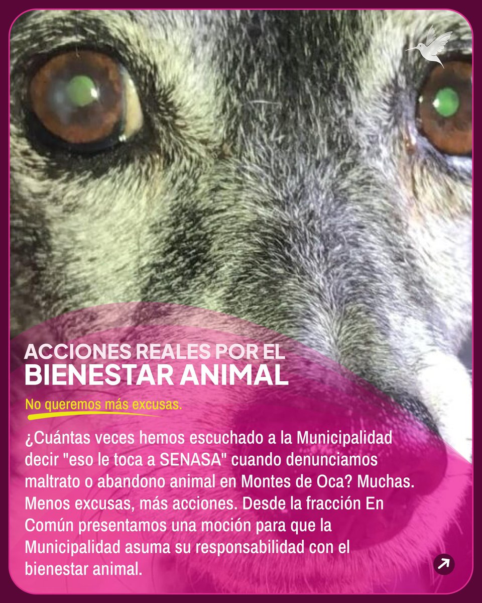 EnComunCR's tweet photo. La Muni lleva años lavándose las manos y diciendo "eso le toca a SENASA". Se acabaron las excusas.
En Común presentó una moción para designar presupuesto, convenios y acciones reales que protejan a los animales de compañía en Montes de Oca. La inacción también es maltrato. 🐾 https://t.co/tiTDXmuN3g
