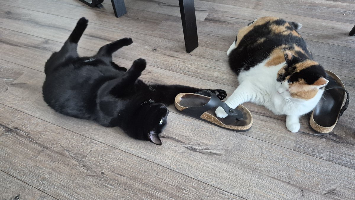 Loadedready's tweet photo. Slipper wars lll... https://t.co/TXud82zX2A