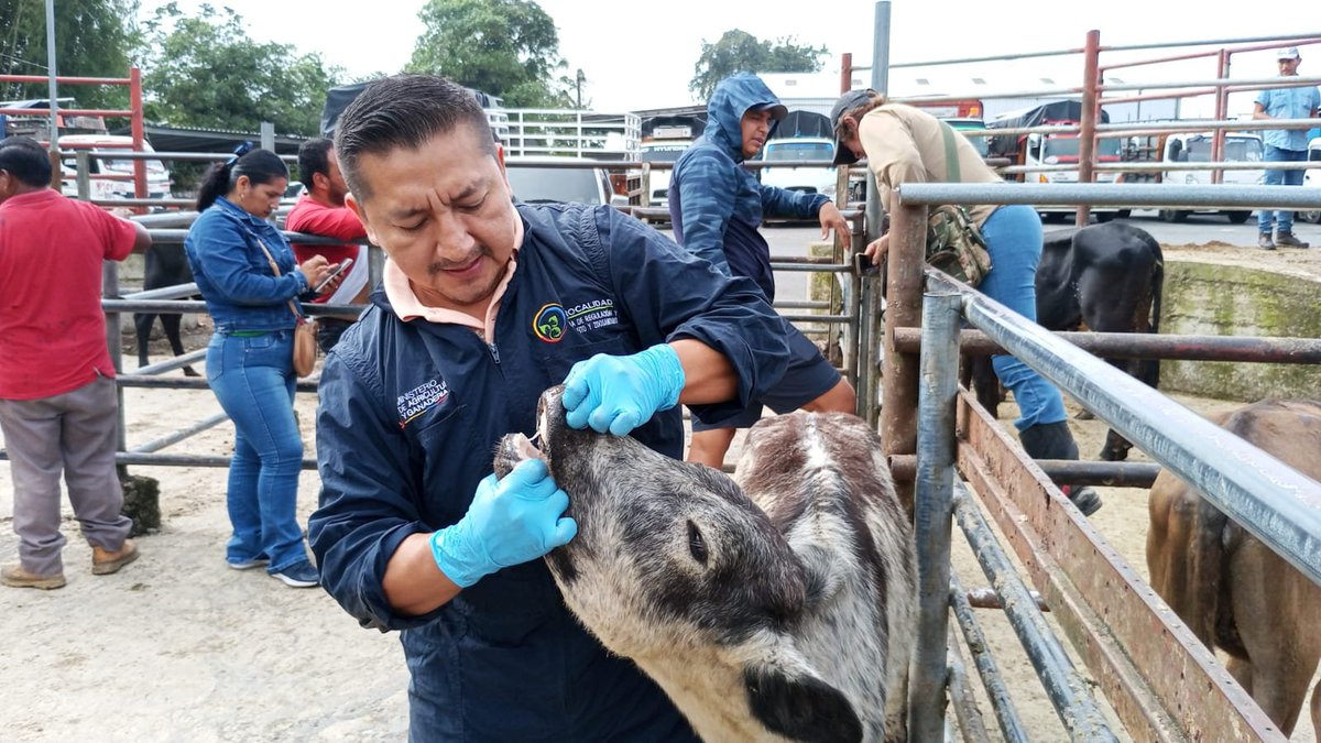 AgrocalidadZ4's tweet photo. 🐂 | #PrevenciónSanitaria

En #SanrtoDomingo realizamos inspección clínica de bovinos en la feria comercial @asogansdoficial, km 7 vía Quinindé, con la finalidad de mantener el estatus zoosanitario.

#ProtegemosElAgroEcuatoriano 💪🏽 https://t.co/qfvcOe8bzN