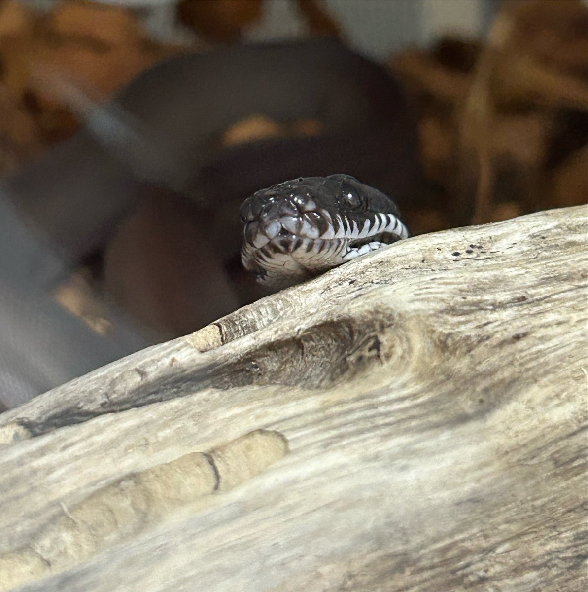 ysqzo's tweet photo. 2026.8.4🐍

アルバーティスパイソンのキミカブラックをお迎えしました👏🖤⟡.·
家族が増えたぞーー！！！！
本当に美蛇！美しい！！！！！！😭🫶🖤

まだお名前は決めてないけど！
大事な宝物ちゃんがまた増えました💖

 #アルバーティスパイソン
 #キミカブラック
 #爬虫類好きさんと繋がりたい https://t.co/JSci2wnIfT