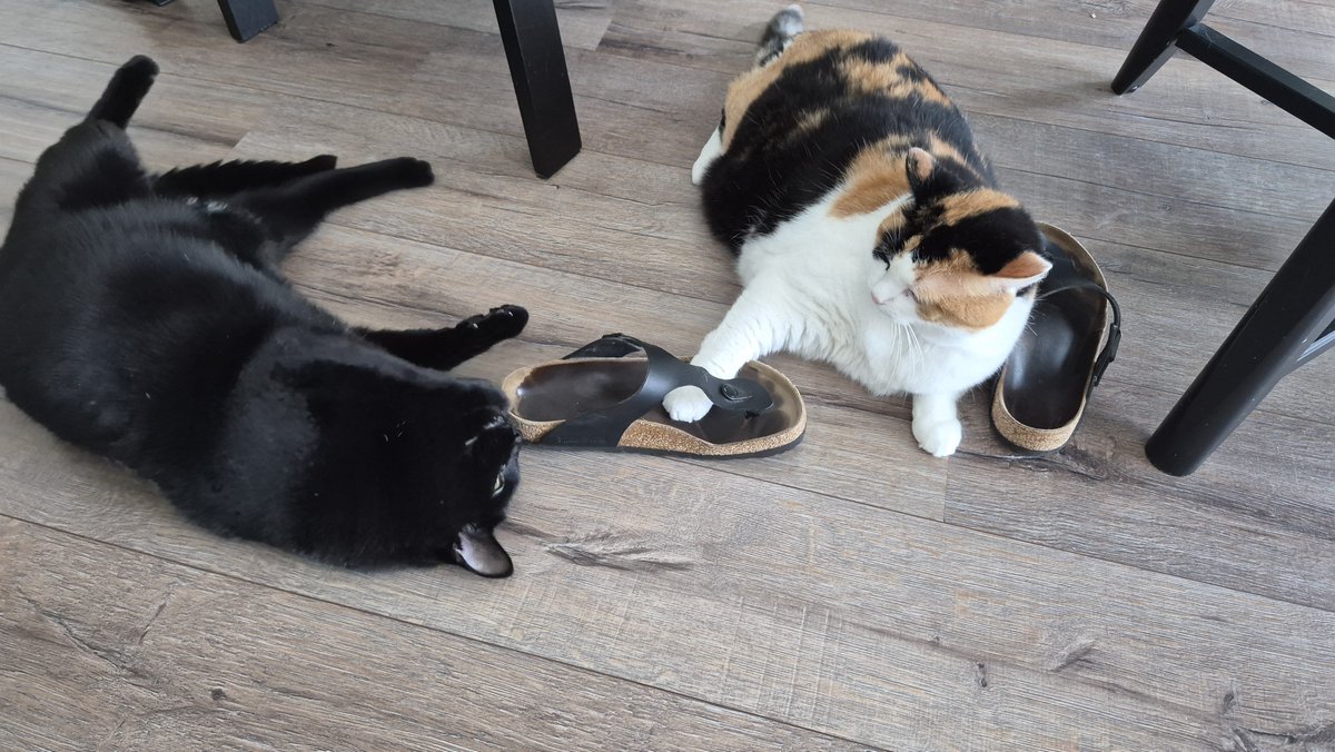 Loadedready's tweet photo. Slipper wars lll... https://t.co/TXud82zX2A