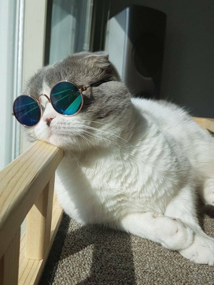 DailyCatspurr's tweet photo. https://t.co/4Te4qs65Oj