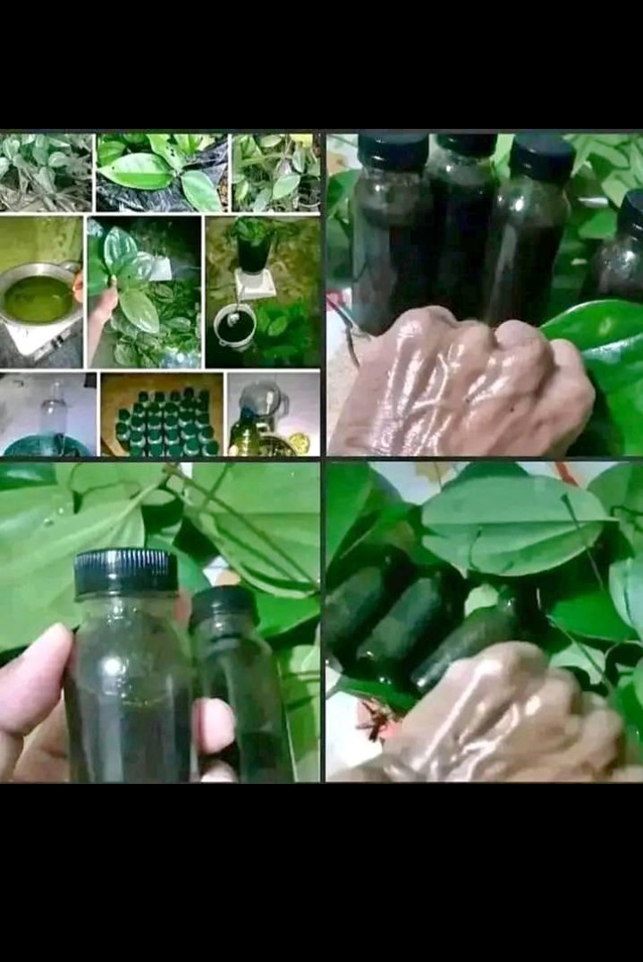 Leonard19533258's tweet photo. Minyak linta Dengan alat
Tarik.. 
600 ribu
. 
Area jayapura
Minat chat alamat.? https://t.co/UXvIRFbofx