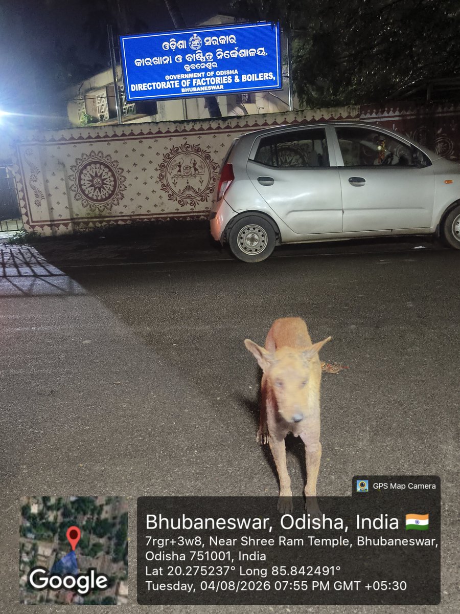 secretaryJeeba2's tweet photo. ଭୁବନେଶ୍ୱରର ଶ୍ରୀୟା ଛକ ନିକଟରେ ଏହି ପଥକୁକୁରଟି ଗୁରୁତର ଅସୁସ୍ଥ ଅବସ୍ଥାରେ ବୁଲୁଛି। ଏହାର ଶରୀରରେ ଚର୍ମରୋଗ ଓ ଦୁର୍ବଳତାର ଲକ୍ଷଣ ଦେଖାଯାଉଛି। ଦୟାକରି ତୁରନ୍ତ ପଶୁ ଚିକିତ୍ସା ଦଳ ପଠାଇ ଏହାର ଉଦ୍ଧାର ଓ ଚିକିତ୍ସାର ବ୍ୟବସ୍ଥା କରନ୍ତୁ। ନିରବ ପ୍ରାଣୀମାନଙ୍କ ଜୀବନ ରକ୍ଷା କରିବା ଆମ ସମସ୍ତଙ୍କ ଦାୟିତ୍ୱ |

@CMO_Odisha @BMCBhubaneswar @BDA_BBSR @farddept @IPR_Odisha #Bhubaneswar #AnimalWelfare #StreetDogs #Odisha @ChanchalRanaIAS @AnanyaDasIAS @MohanMOdisha @GokulanandaBJP @Vijaykulange @bmcbbsr