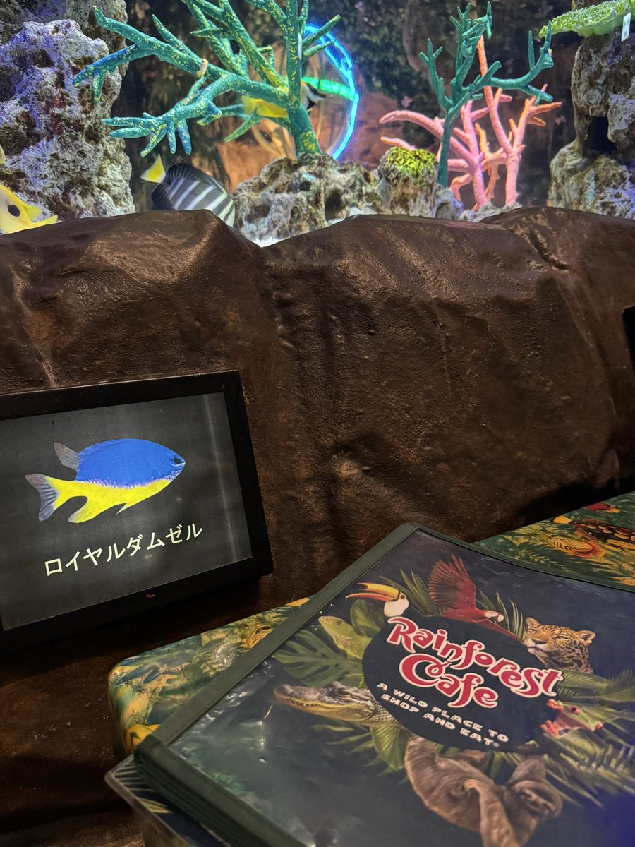 manta1014's tweet photo. やばい！たぶんここに行くと落ち着かない…
大事な作戦会議のはずが、集中できなくてごめんなさい💦
でも、また行きたいよ！ https://t.co/UXRelFBZ2f