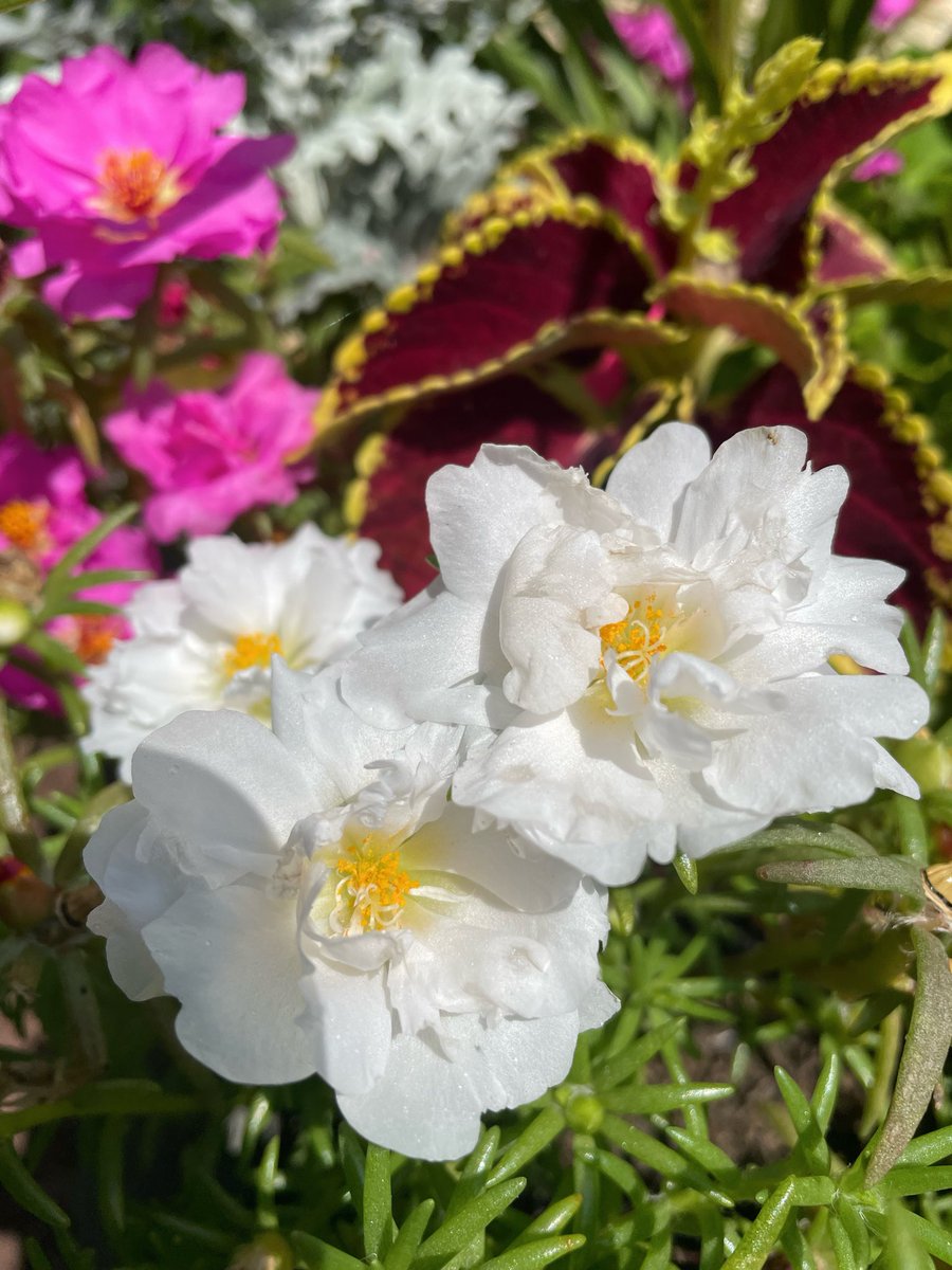 Z_Sams's tweet photo. Nature lover 🌿🌺🕷️🪴💚 https://t.co/nTcOnE3lXc