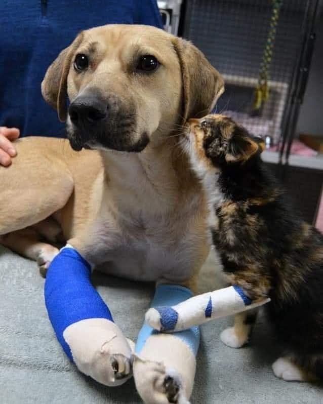 uzay_murat1's tweet photo. Çok Üzgünüm, İnsan Olarak Sizlerden Özür Diliyorum...
🐾🙏🐾 https://t.co/xvKV9gfTvi