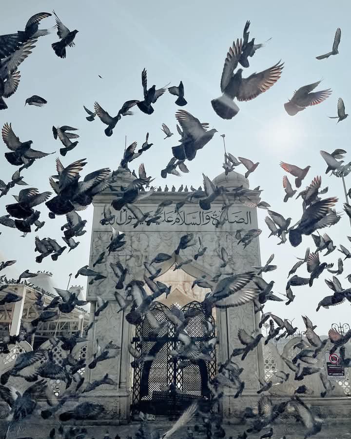 Urfava7med's tweet photo. 🤍🕊🕊 https://t.co/zyZKRrmJaY