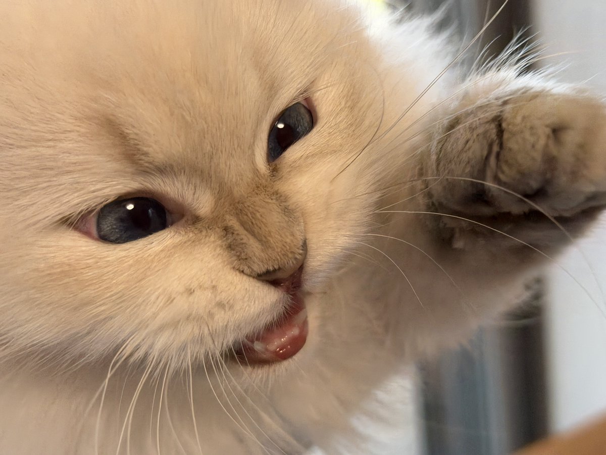 etosamacat's tweet photo. お気に入りのねこちゃんパンチ写真🐱👊 https://t.co/XHZTUG3dOK