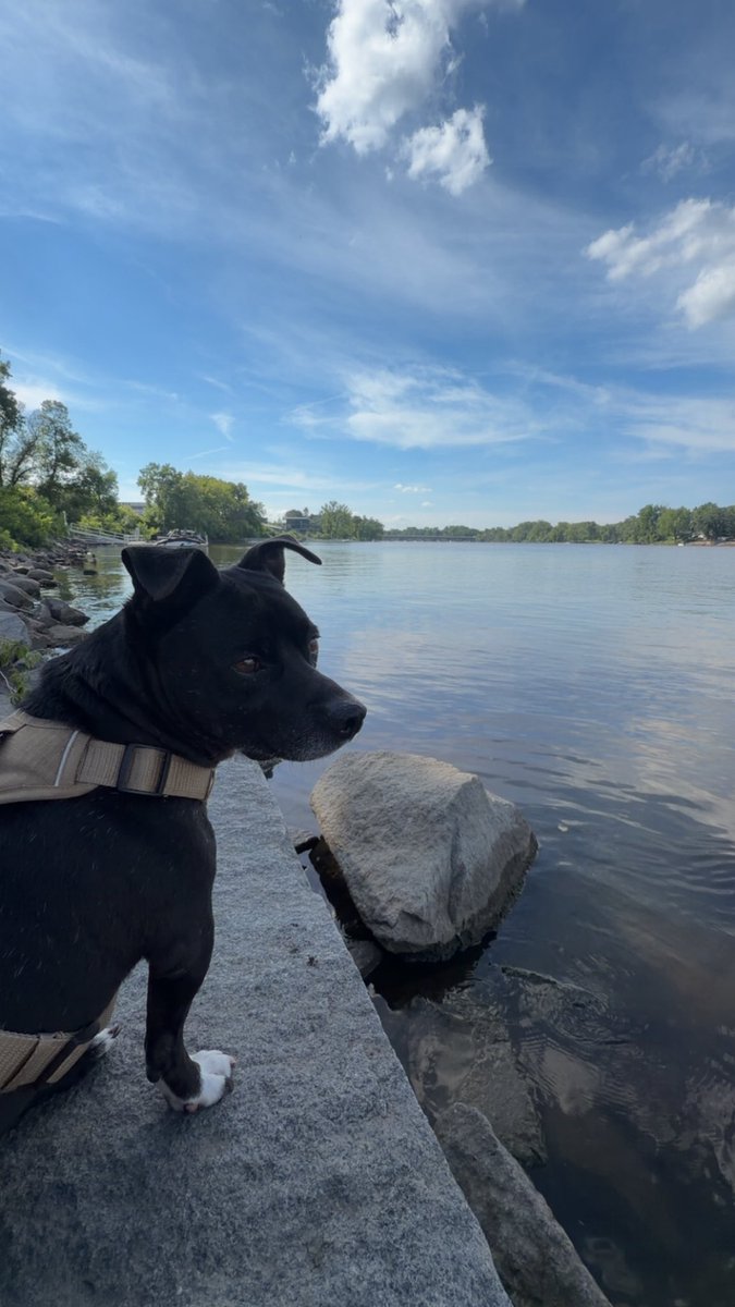KidrauhlsFaith's tweet photo. @LolaPatolla It has been a while since I’ve updated this thread. My baby boy continues to live a happy life full of love, sunshine, treats, and daycare friends 🥰 https://t.co/vQtul4lixi