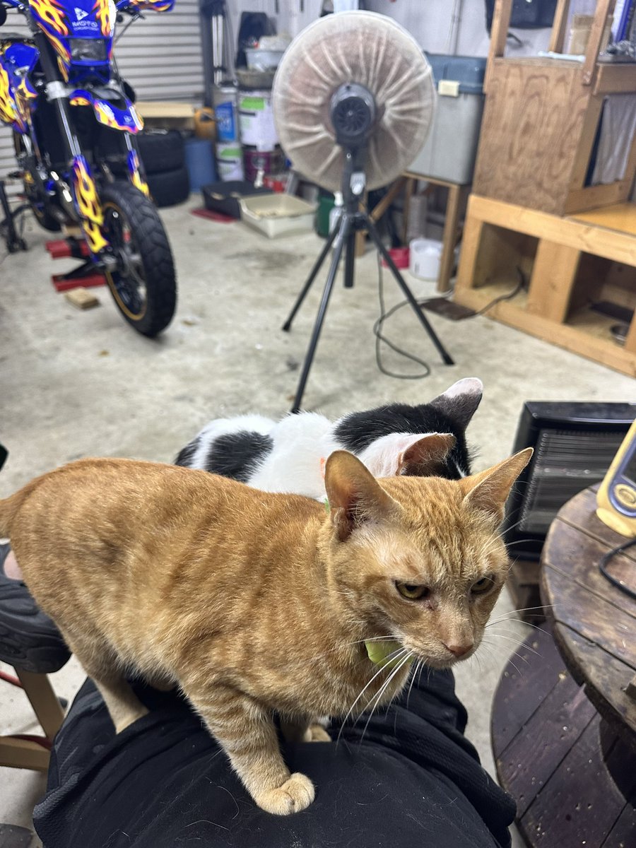 tracing_ep3's tweet photo. 重い猫ども😑 https://t.co/YwhOUoxEyU