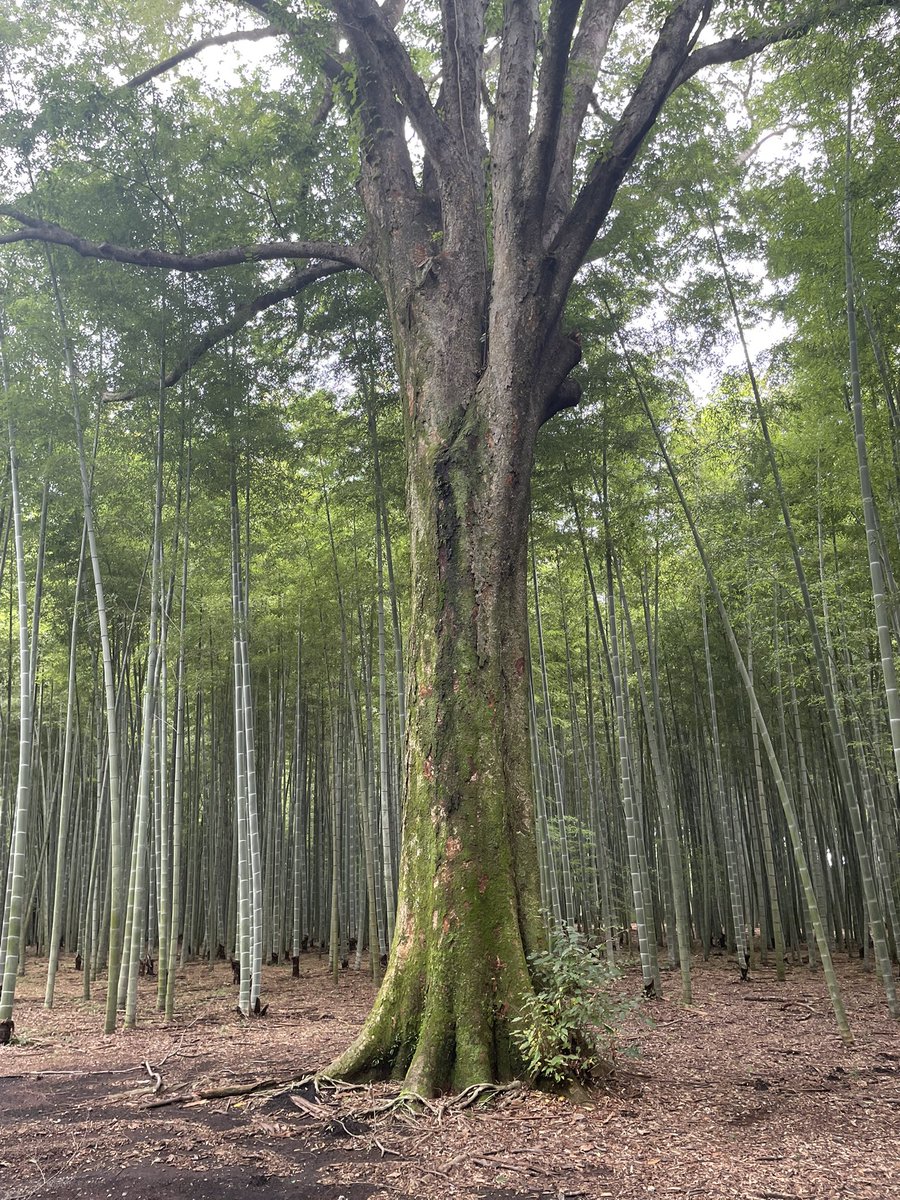 kobakin's tweet photo. 20260802〜03栃木県宇都宮市の旅
一日目「大谷資料館」、二日目「若竹の杜若山農場」訪問。大谷石採掘跡の地下大空間と大スケールの竹林空間、どちらも日常から離れた異次元体験でした。 https://t.co/wD1rbEC00s