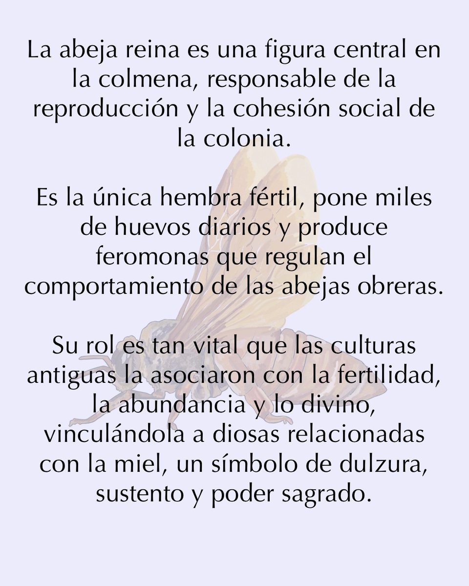 antonieta_AMC's tweet photo. ¿Sabías que en la mitología la abeja reina era vista como una manifestación divina? 🐝 Símbolo de creación, su miel era considerada un néctar sagrado.

Gracias a las maravillosas propiedades de nuestra miel, intentamos reivindicar su legado y valor divino.