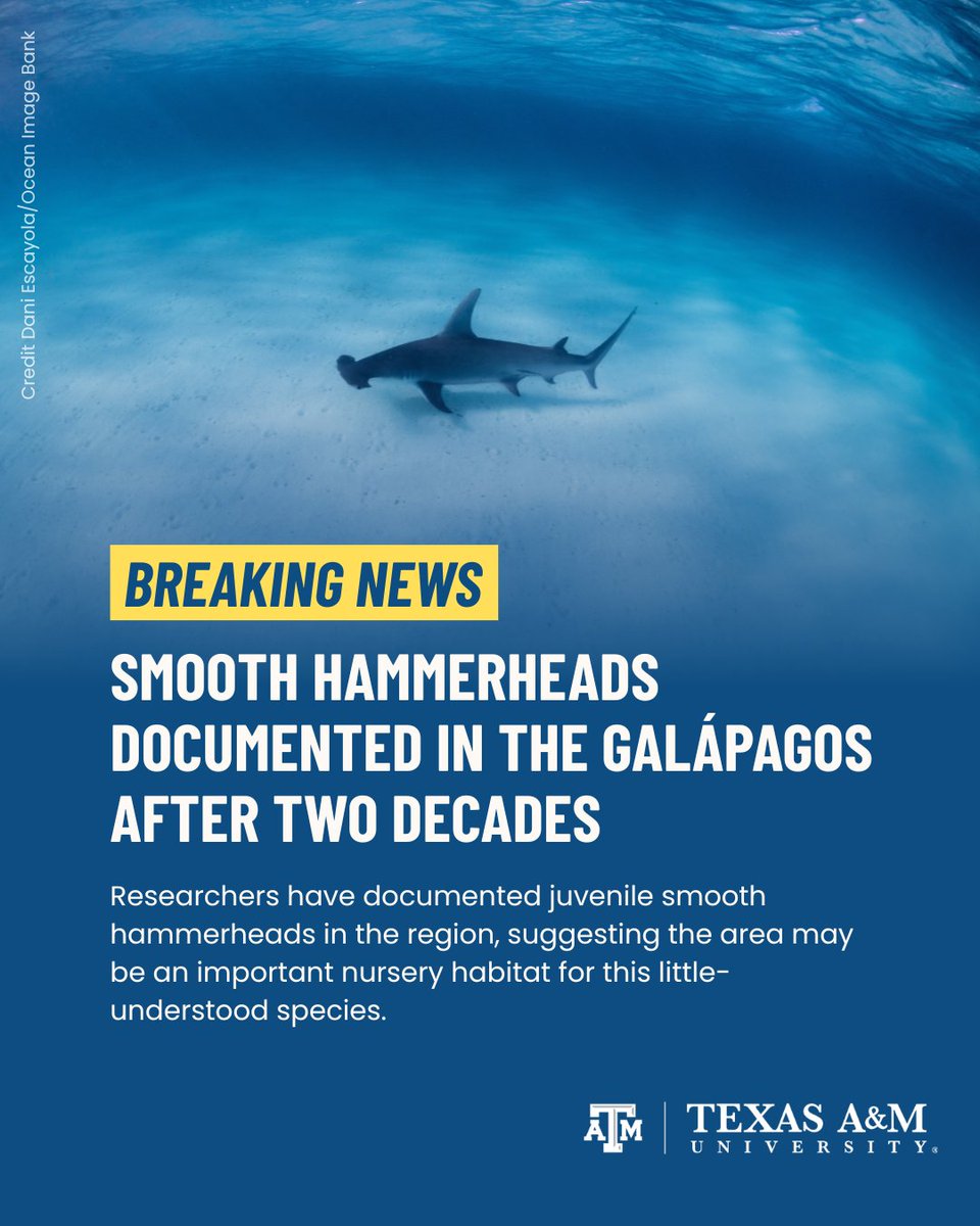 teamfinfree's tweet photo. The Galápagos have long been an important place for shark conservation and is one of the regions that inspired Rob Stewart’s work to protect these incredible animals.

#SaveSharks #OceanConservation #SharkConservation #RobStewartFoundation https://t.co/63VQsO6Rx5
