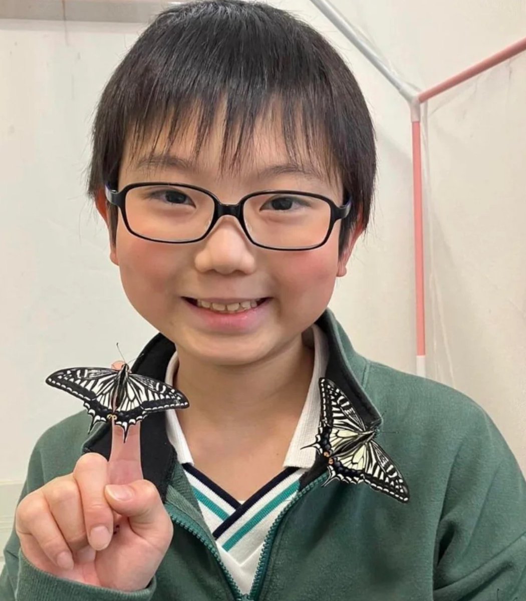 AnimetrendsLA's tweet photo. Un niño de 10 años de Japón descubrió que las mariposas pueden recordar su tiempo como orugas.

Jo Nagai notó que sus orugas aún lo querían después de convertirse en mariposas, y el cariño que tenía por ellas llevó a un genuino descubrimiento científico.

Para su investigación aplicaba a las orugas pequeñas descargas eléctricas.