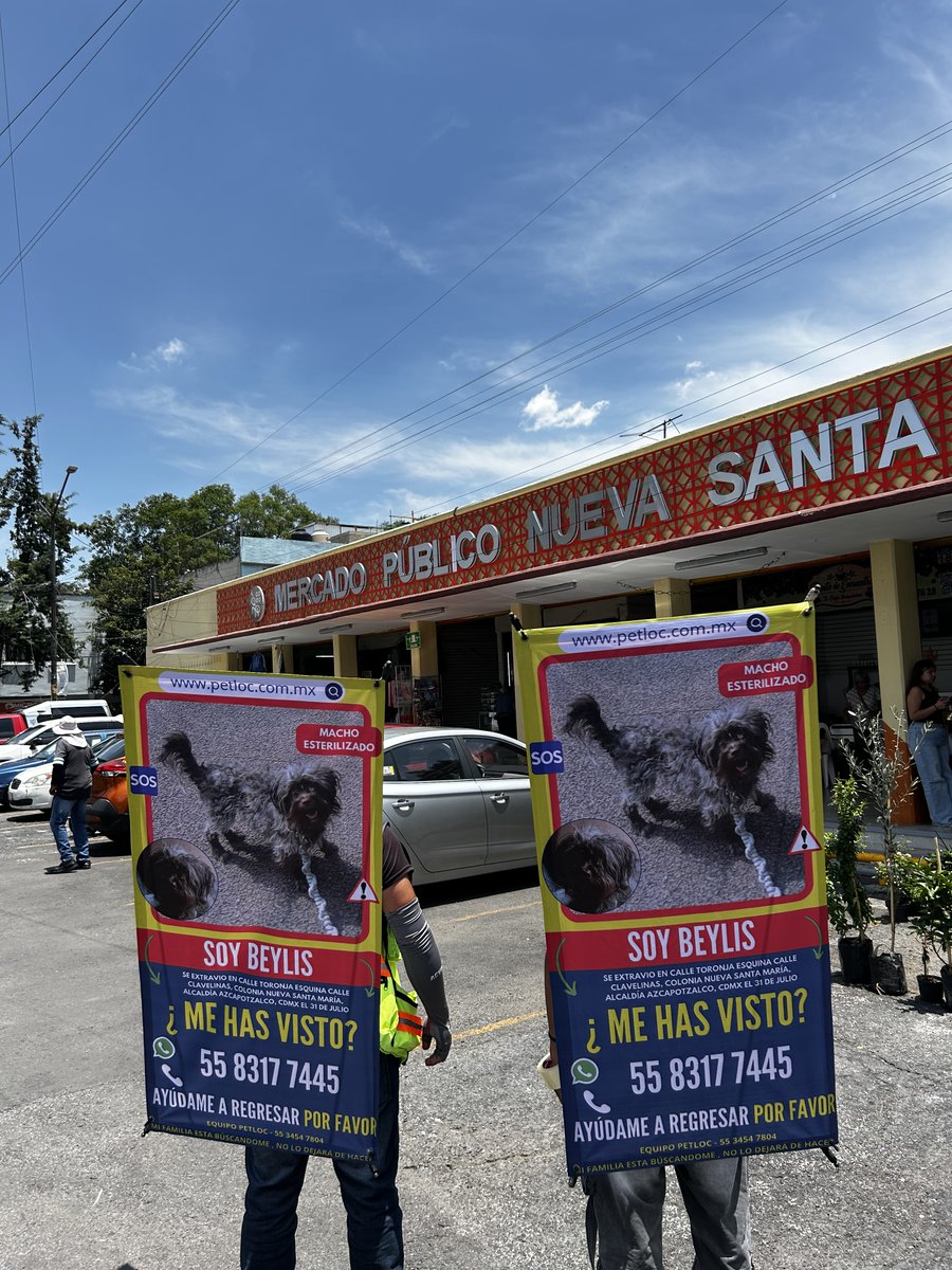 PetlocMX's tweet photo. 🚨🐶 BEYLIS SIGUE SIENDO BUSCADO ⚠️
Estamos recorriendo Nueva Santa María, Azcapotzalco, para que Beylis vuelva a casa. Si lo has visto o tienes cualquier información, llama al 55 8317 7445.

📢 Un RT también puede ayudar. 💙

#Beylis #PetLoc #PerroExtraviado #Azcapotzalco https://t.co/4Jo40Kpatz