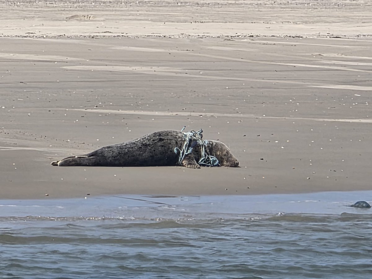 vssleis's tweet photo. Support our Seal Response Team
Every donation provides life-saving equipment, helping us free entangled seals and save lives.

Donate here 🔽
https://t.co/oG11CFua0y

#アザラシ幼稚園 https://t.co/mBRo5XlfIt