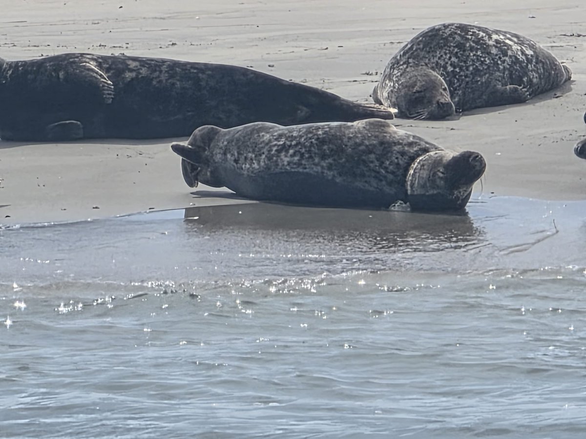vssleis's tweet photo. Support our Seal Response Team
Every donation provides life-saving equipment, helping us free entangled seals and save lives.

Donate here 🔽
https://t.co/oG11CFua0y

#アザラシ幼稚園 https://t.co/mBRo5XlfIt
