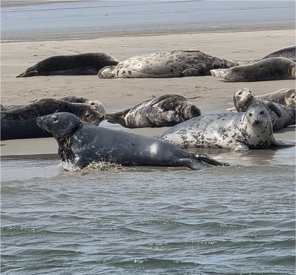 vssleis's tweet photo. Support our Seal Response Team
Every donation provides life-saving equipment, helping us free entangled seals and save lives.

Donate here 🔽
https://t.co/oG11CFua0y

#アザラシ幼稚園 https://t.co/mBRo5XlfIt