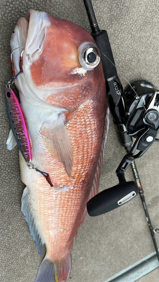 itsuha_fishing's tweet photo. 今年の思い出深い釣行は4月に行った響灘でのスロージギング🌴
自身初魚種となるアマダイやチカメキントキに出会えて最高の釣行になりました👍️

ロッド:メタルウィッチクエスト632SF
ルアー:スローブラットS 230g ブルピン https://t.co/Pzh8BRwJRB