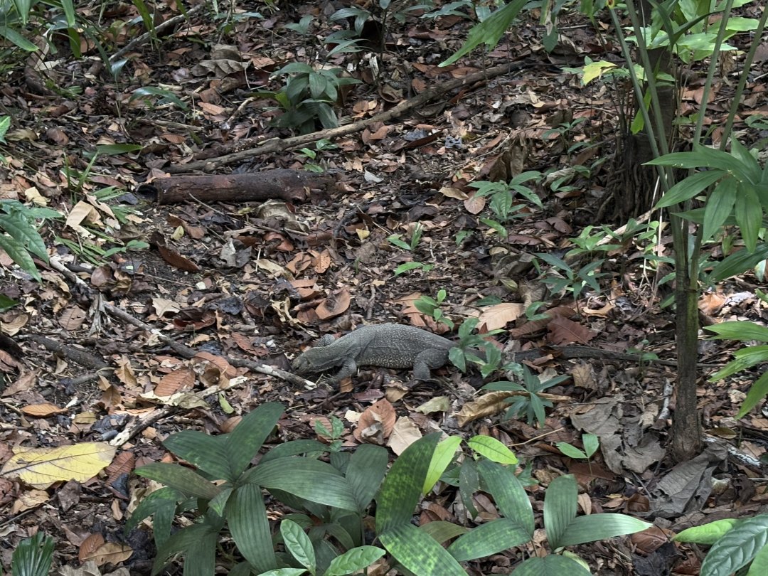 royihd's tweet photo. The ecology of the Singapore Botanic Gardens is also great
#wildlife and flora https://t.co/HmGJ4sQcky