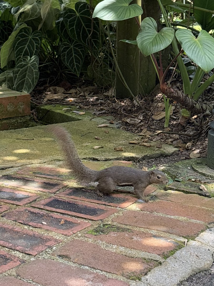 royihd's tweet photo. The ecology of the Singapore Botanic Gardens is also great
#wildlife and flora https://t.co/HmGJ4sQcky