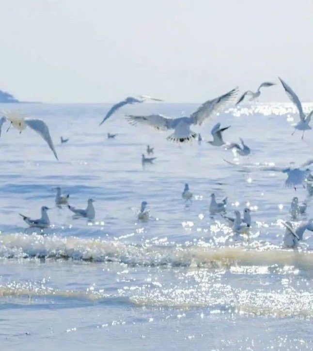 calmlivng's tweet photo. ☆🐚∴｡* ･ﾟ🫧🐚*｡★･🌊 🫧　
🌊🫧☆｡★　🫧･ 　　* ☆ ｡･ﾟ🐚*.｡ https://t.co/F5i8Lg9JWW