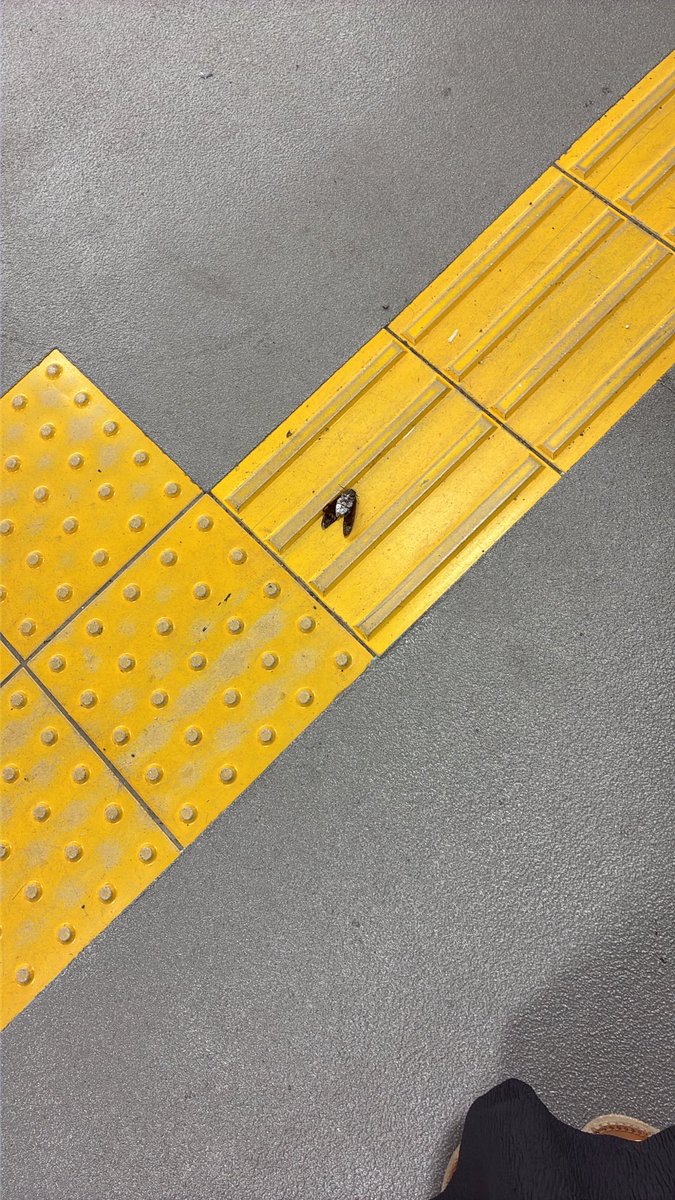 princessmasaru's tweet photo. 夫の迎え来たらとんでもトラップ仕掛けられてた https://t.co/Ox7QsUgrSe